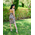 Floral tango dress, Cocktail dress, Unique handmade Dress, Tango Argentino, Hight quality tango clothes, open back dress, Latin dress, Pencil dress, Julietta a mano