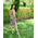 Floral tango dress, Cocktail dress, Unique handmade Dress, Tango Argentino, Hight quality tango clothes, open back dress, Latin dress, Pencil dress, Julietta a mano